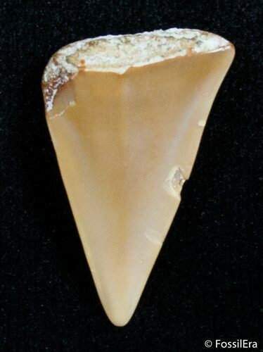 Small Fossil Mako Tooth - Western Sahara Desert #2847